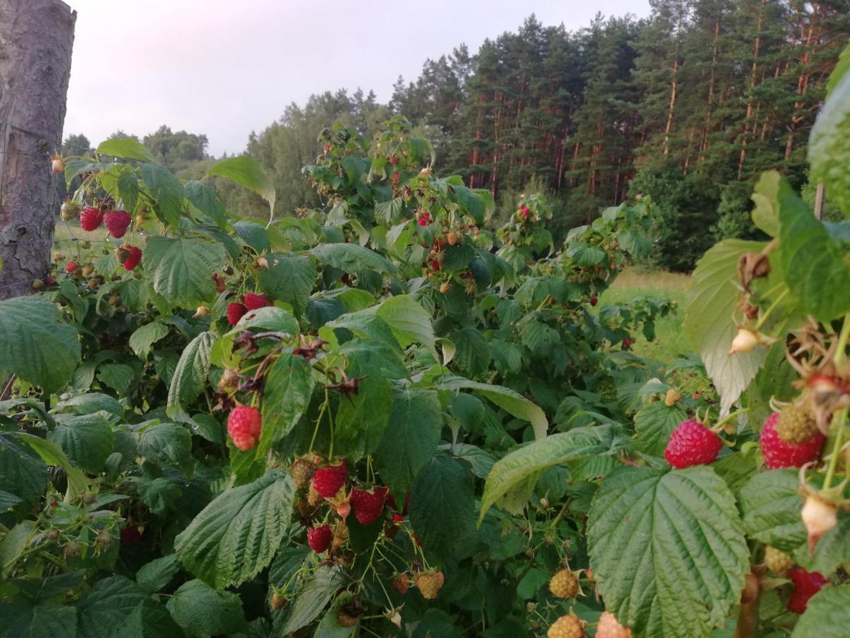 Agrojelonki Agroturystyka Gietrzwałd Exteriör bild